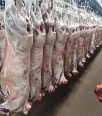 Australian Quality Lamb