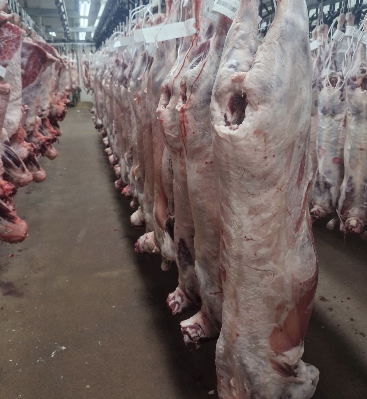 Australian Quality Lamb