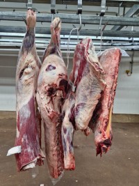 Australian Quality Beef