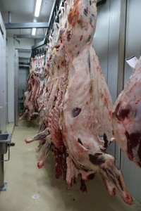 Australian Camel Meat